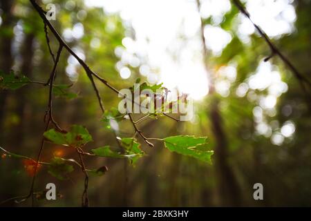 Licht, das durch die Blätter des Spätsommers scheint, Osteuropa Stockfoto