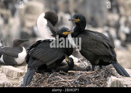 Ein Paar Europäische Happen oder Gemeine Hacke, die auf einem Nest sitzen und sich um ihre sehr jungen Küken kümmern. Aufnahme auf den Farne Islands, Großbritannien. Stockfoto