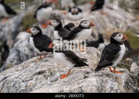 Auf Staple Island, einem Teil der Farne Island im Vereinigten Königreich, steht eine Brutkolonie von Papageitauchern auf den Felsen. Stockfoto