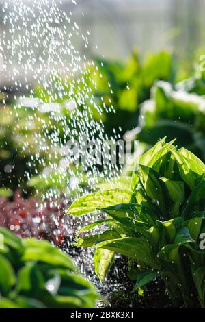 Wassertropfen gießen auf grüne Hosta Pflanze Blätter im Sonnenlicht, Bewässerung Blumenbeet an sonnigen Tag Stockfoto