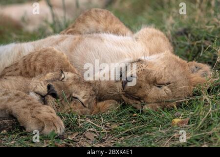 Zwei liebenswerte Löwenjungen kuscheln beim Schlafen im Gras. Aufnahme in der Masai Mara, Kenia. Stockfoto