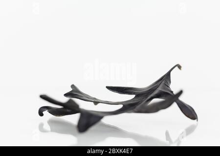 Nahaufnahme von getrockneten Steineichen Blatt, schwarz lackiert, auf weiß reflektierende Oberfläche mit Kopierraum ruhen Stockfoto