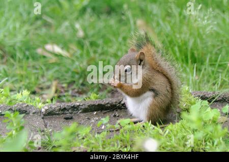 Amerikanischer Rothörnchen (Tamiasciurus hudsonicus) im Garten Stockfoto