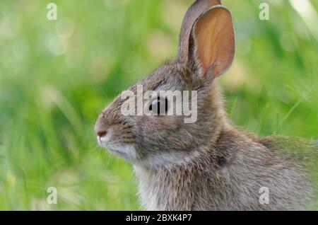 Ein junger Ostseebottich (Sylvilagus floridanus) im Hinterhof Stockfoto