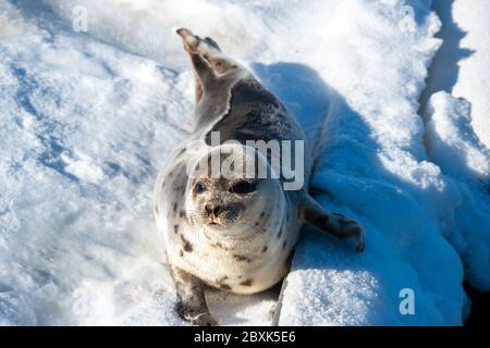 Eine große Harfenrobbe liegt auf einem frischen weißen Schneebett, das geradeaus blickt. Das Tier hat dunkelgraues Fell auf dem Rücken und der Bauch ist hell. Stockfoto