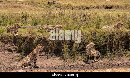 Vier männliche Gepard umgeben eine einzige Frau in der Hoffnung, dass sie eine von ihnen als ihre Partnerin wählt. Weibchen ist unten rechts. Stockfoto