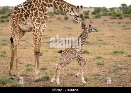 Mutter Giraffe neigt zu ihrem neu geborenen Kalb, als es versucht, auf wackeligen Beinen zu gehen. Aufnahme in der Masai Mara, Kenia. Stockfoto