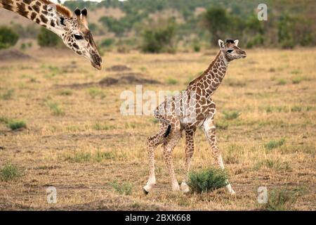 Mutter Giraffe folgt dicht hinter ihrem neu geborenen Kalb, als es versucht, auf wackeligen Beinen zu gehen. Aufnahme in der Masai Mara, Kenia. Stockfoto