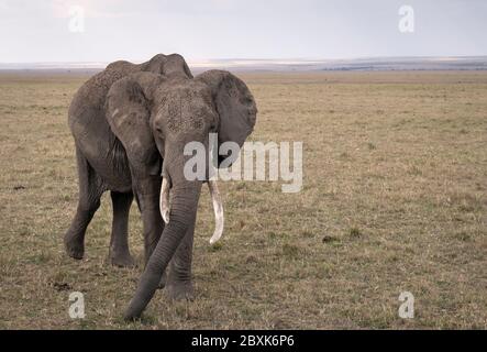 Ein großer Elefantenbulle mit gebrochenem Stoßzahn geht über die Savanne, die auf Gras grast. Aufnahme in der Masai Mara, Kenia. Stockfoto