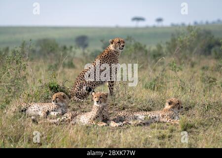 Mutter Gepard sitzt auf einem Hügel umgeben von ihren jungen Jungen. Aufnahme in der Maasai Mara, Kenia.
