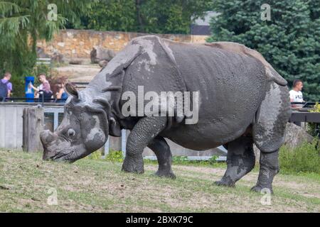 Warschau Polen 20. Juli 2019: Touristen beobachten Tiere im Warschauer Zoo. Es gibt ein indisches Nashorn. Stockfoto