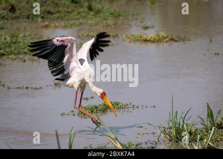 Gelber Storch, manchmal auch als Holzstorch oder Holz-Ibis, die in einem Teich landen, um zu füttern. Stockfoto