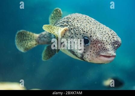 Ein Stachelschwein im offenen Wasser in Bonaire. Stockfoto