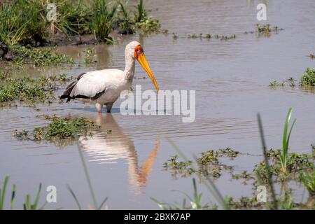 Gelbschnabelstorch, manchmal auch Holzstorch oder Holzeier genannt, der in einem Teich mit einer schönen Spiegelung steht. Stockfoto