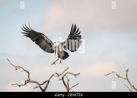 Marabou Storch kommt zur Landung mit ausgestreckten Flügeln, auf einem Ast, gegen einen wolkigen blauen Himmel. Aufnahme in der Maasai Mara, Kenia. Stockfoto