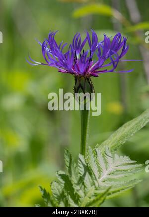 Isolierte Centaurea montana oder lila Berg Kornblume mit grünem Hintergrund Stockfoto