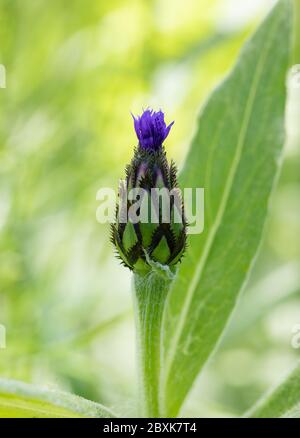 Eine geschlossene lila Bergkornblume, die im Frühling blüht Stockfoto