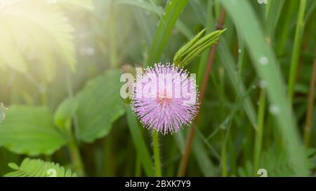 Mimosa pudica Blüten, mit einer schönen rosa Farbe, wachsen im Frühjahr Stockfoto