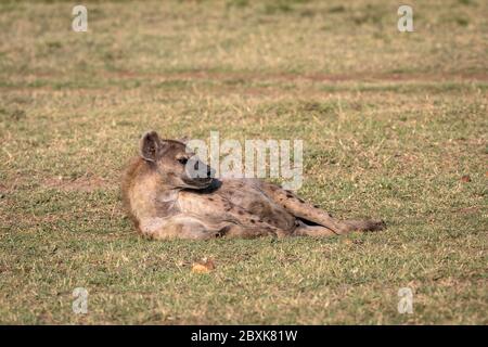 Nahaufnahme einer erwachsenen Hyäne, die im Gras liegt. Aufnahme in der Maasai Mara, Kenia. Stockfoto