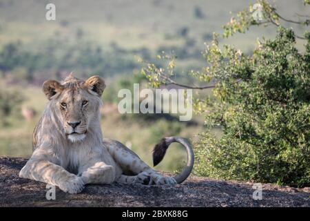 Schläfriger junger männlicher Löwe, der auf einem Felsen im Schatten sitzt. Aufnahme in der Maasai Mara, Kenia. Stockfoto