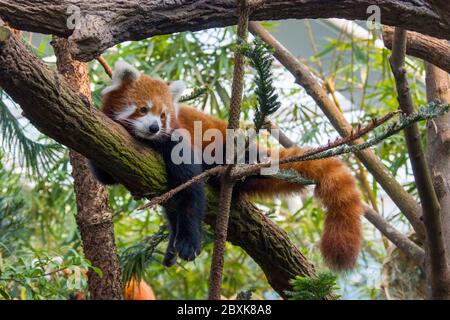 Ein roter Panda liegt auf dem Stamm. Es ist ein Säugetier, das im östlichen Himalaya und im Südwesten Chinas beheimatet ist. Stockfoto