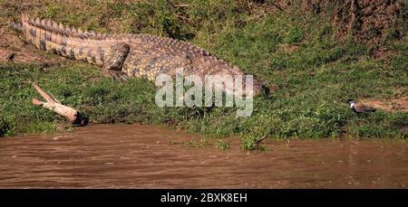 Nilkrokodil schläft am Ufer eines schlammigen Flusses, während ein Vogel gefährlich nah hergeht. Aufnahme in der Maasai Mara, Kenia. Stockfoto