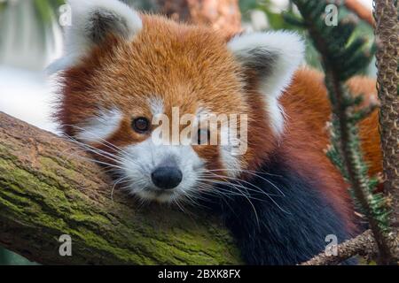 Ein roter Panda liegt auf dem Stamm. Es ist ein Säugetier, das im östlichen Himalaya und im Südwesten Chinas beheimatet ist. Stockfoto