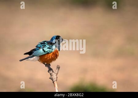 Superb Starling sitzt auf einem Baum Ast, flaum seine Federn. Aufnahme in der Maasai Mara, Kenia. Stockfoto