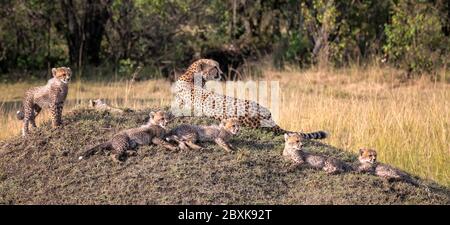 Mutter Gepard mit sechs jungen Jungen, die auf einem grasbewachsenen Hügel liegen. Aufnahme im Maasai Mara National Reserve, Kenia. Stockfoto