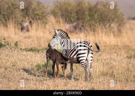 Seltenes Zebrafohlen mit Tupfen (Flecken) statt Streifen, Tira nach dem Führer benannt, der ihn zum ersten Mal sah, von seiner Mutter stillt. Stockfoto