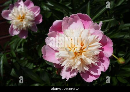 Aufwendige Doppel-Pfingstrose (var Lady Liberty) in Farbe von weiß bis rosa in einem Glebe Garten, Ottawa, Ontario, Kanada. Stockfoto