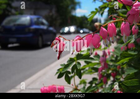 Verrückte rosa Blüten eines blutenden Herzens (Lamprocapnos spectabilis) mit der Straße und Autos als Hintergrund, Ottawa, Ontario, Kanada. Stockfoto