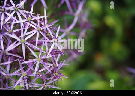 Fantastische lila Globe Dolde und Blütenkopf von Allium cristophii (Stern von Persien) in einem Glebe Wohngarten in Ottawa, Ontario, Kanada. Stockfoto