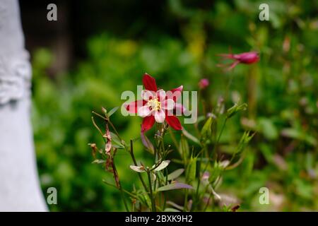 Einzelne wunderschöne tiefrote und blassrosa Säulenblume (Aquilegia vulgaris 'Winky - Red and White') in einem Glebe Garten, Ottawa, Ontario, Kanada. Stockfoto
