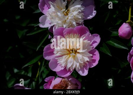 Wunderschöne doppelte Pfingstrose (var Lady Liberty) in Farbe von weiß bis heiß rosa in einem Glebe Garten, Ottawa, Ontario, Kanada. Stockfoto