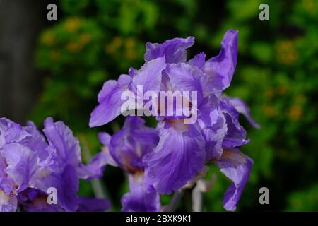 Lila bärtige Iris (Iris × germanica) in einem Glebe Garten, Ottawa, Ontario, Kanada. Stockfoto