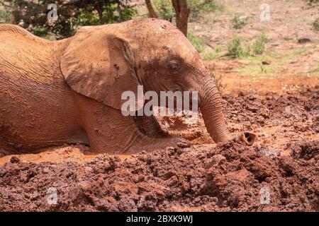 Baby Elefant Rollen in rot gefärbten Schlamm Stockfoto