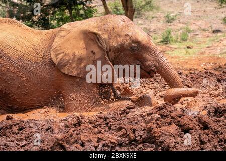 Baby Elefant Rollen in rot gefärbten Schlamm Stockfoto