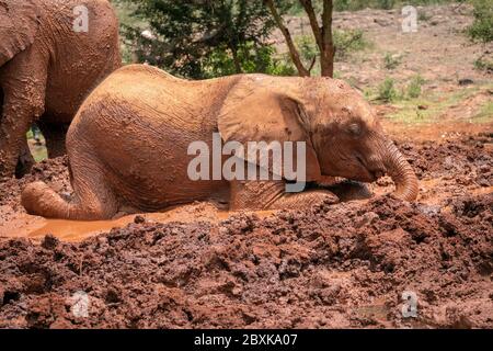 Baby Elefant Rollen in rot gefärbten Schlamm Stockfoto