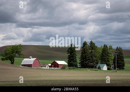 Farm mit einer roten Scheune von Bäumen umgeben in den sanften Hügeln der Palouse Region des Staates Washington Stockfoto