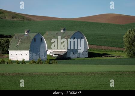 Zwei weiße Scheunen in den sanften Hügeln der Palouse Region des Staates Washington Stockfoto