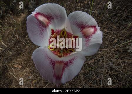 Calochortus venustus, der Schmetterling mariposa Lilie ist eine atemberaubende Blume, die nur in Kalifornien wächst. Stockfoto