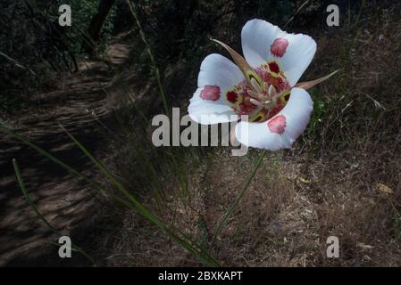 Calochortus venustus, der Schmetterling mariposa Lilie ist eine atemberaubende Blume, die nur in Kalifornien wächst. Stockfoto