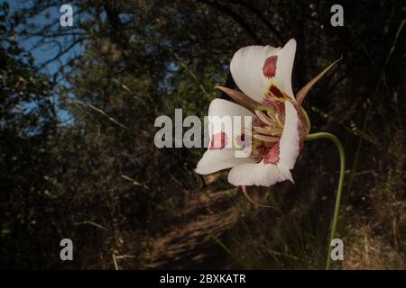 Calochortus venustus, der Schmetterling mariposa Lilie ist eine atemberaubende Blume, die nur in Kalifornien wächst. Stockfoto