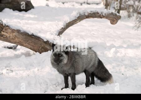 Ein Rotfuchs, der gerade graues Fell hat, das im Schnee läuft. Man kann an der weißen Spitze am Schwanz erkennen, dass es ein Rotfuchs ist. Stockfoto