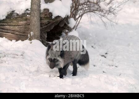 Ein Rotfuchs, der gerade graues Fell hat, das im Schnee läuft. Man kann an der weißen Spitze am Schwanz erkennen, dass es ein Rotfuchs ist. Stockfoto