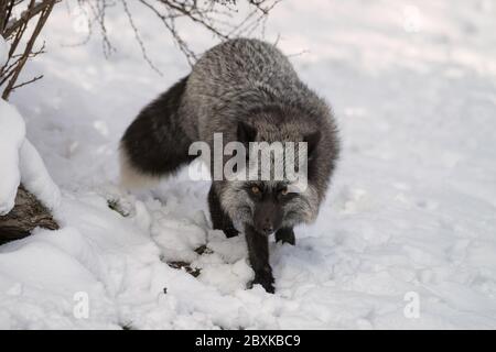 Ein Rotfuchs, der gerade graues Fell hat, das im Schnee läuft. Man kann an der weißen Spitze am Schwanz erkennen, dass es ein Rotfuchs ist. Stockfoto