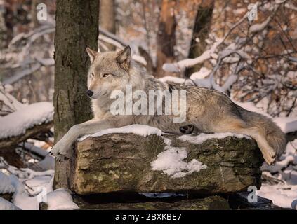 Grauer Wolf auf einem schneebedeckten Felsen mit einem Wald im Hintergrund. Stockfoto