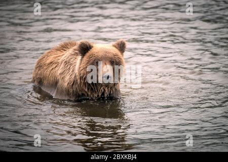 Grizzly Bär Angeln in einem See mit Wasser Tropfen seiner Schnauze. Aufnahme im Lake Clark National Park und Preserve, Alaska. Stockfoto