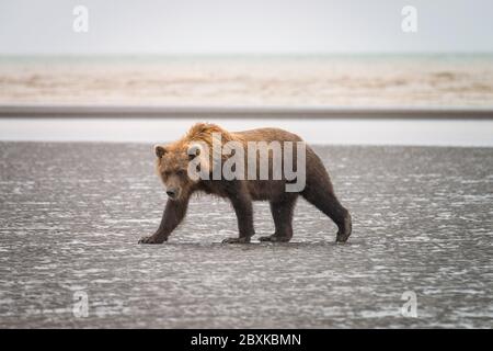 Erwachsene grizzly Spaziergang am Strand im Regen. Aufnahme im Lake Clark National Park und Preserve, Alaska. Stockfoto